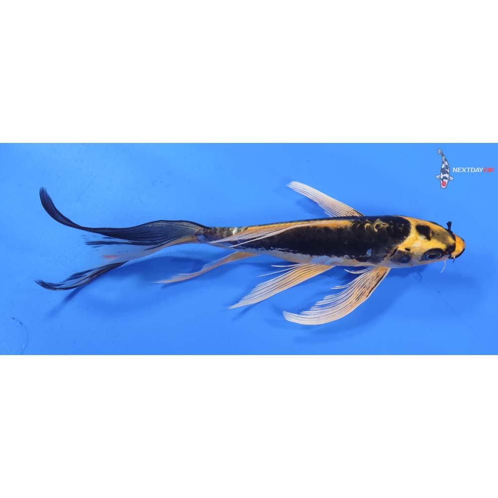 8.5” Imported Kin Kikokuryu Butterfly Koi