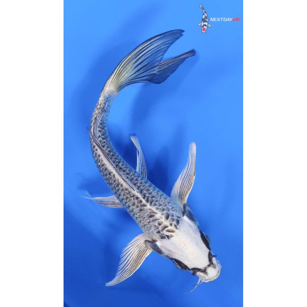 7.5” Imported Gin Matsuba Butterfly Koi