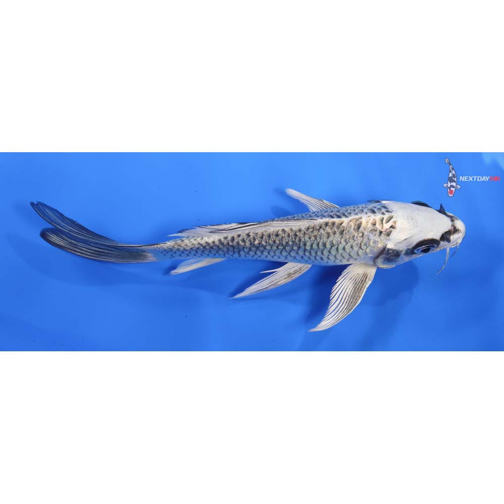 7.5” Imported Gin Matsuba Butterfly Koi