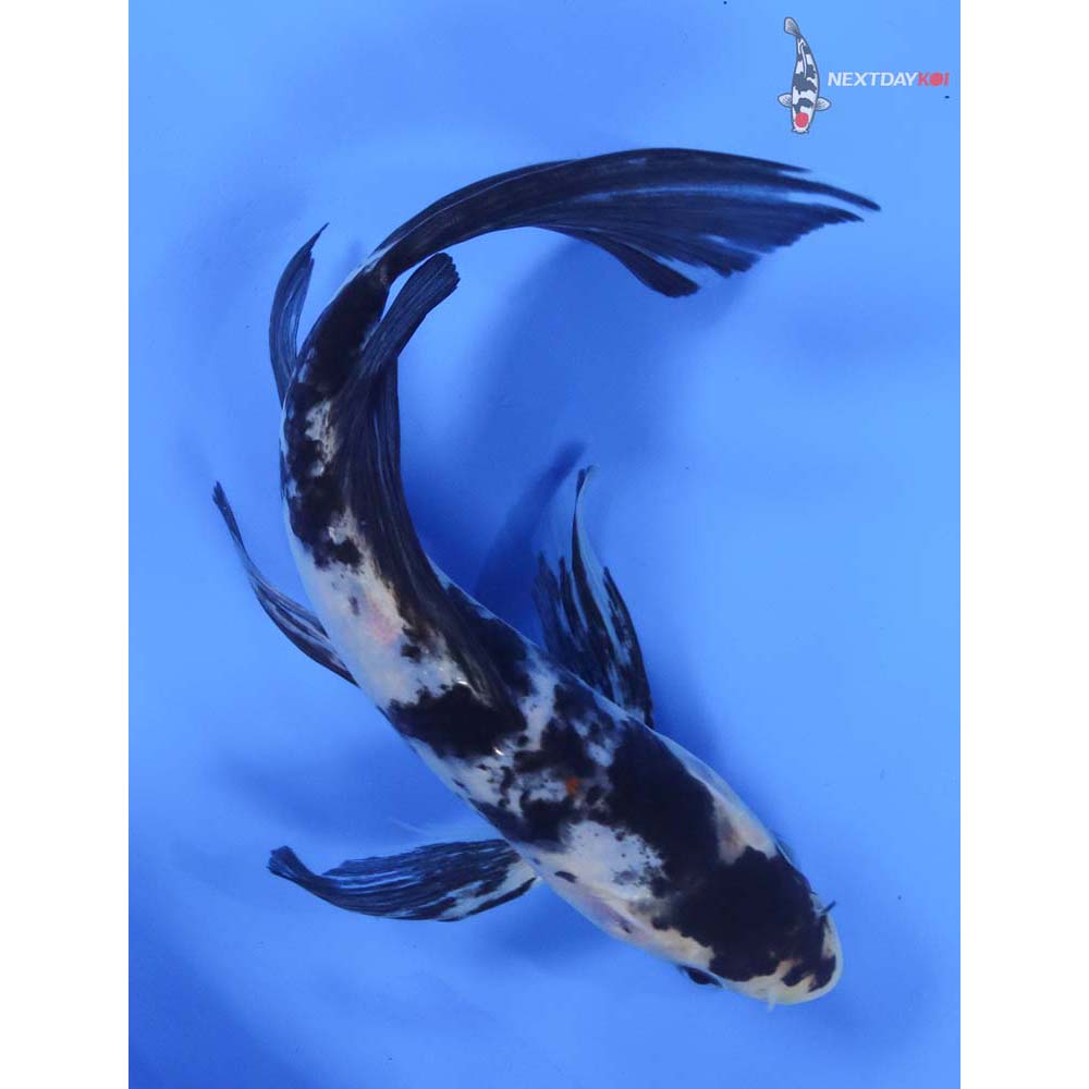 7.5” Imported Shiro Bekko Butterfly Koi