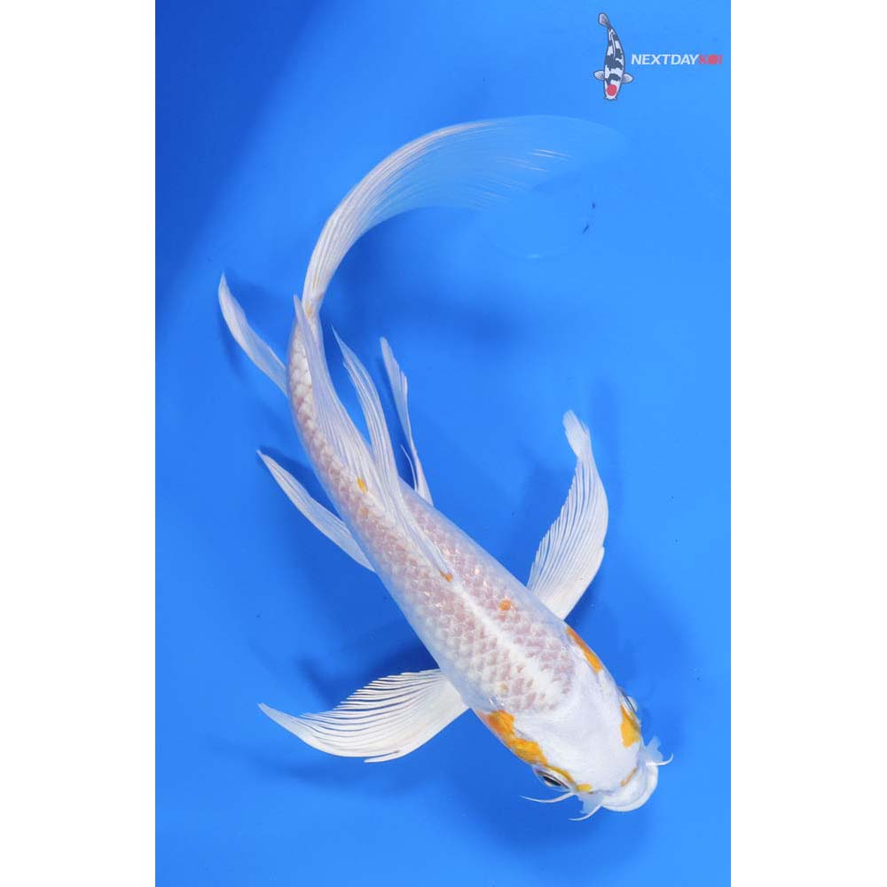 7.5” Imported Hariwake Butterfly Koi