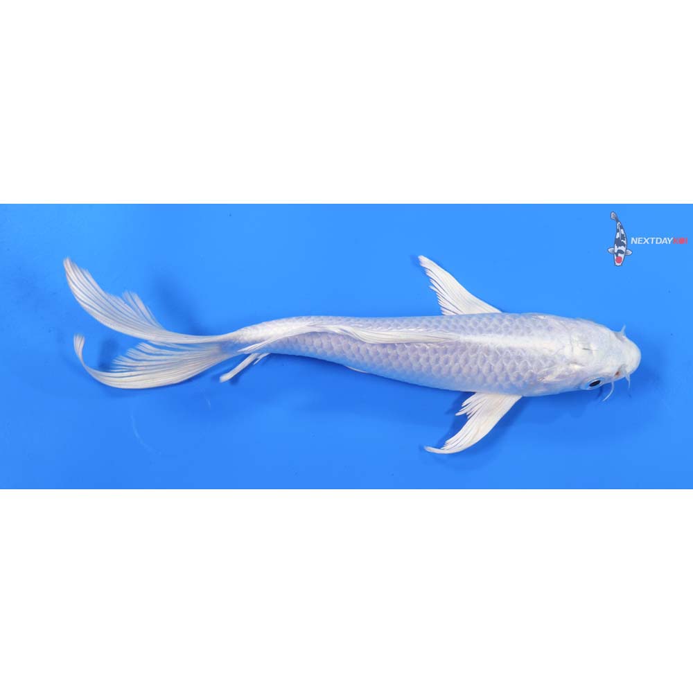 7” Imported Platinum Ogon Butterfly Koi