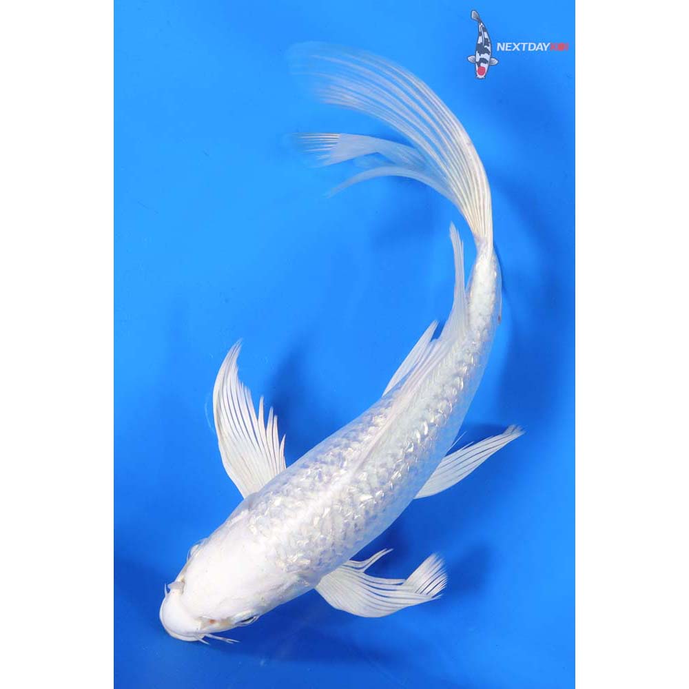 9” Imported Gin Rin Platinum Ogon Butterfly Koi