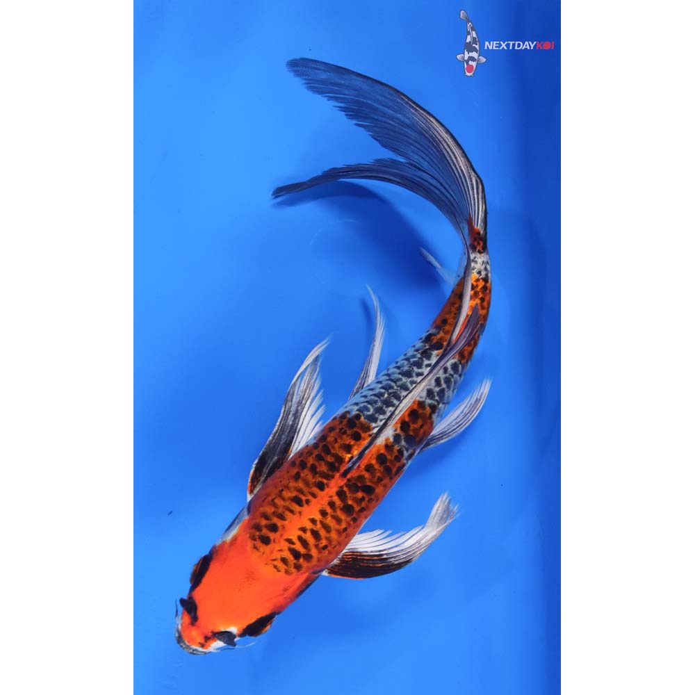 9” Imported Kujaku Butterfly Koi