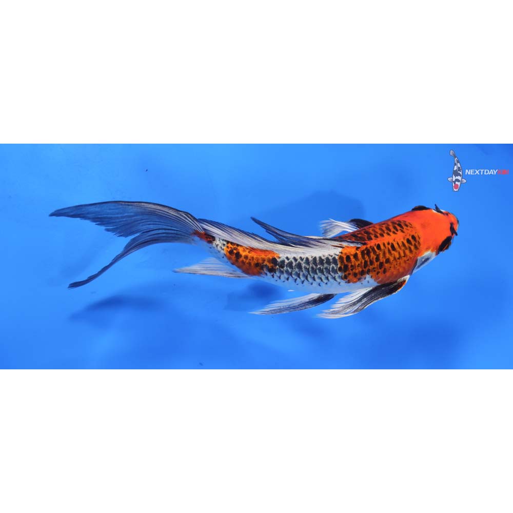 9” Imported Kujaku Butterfly Koi