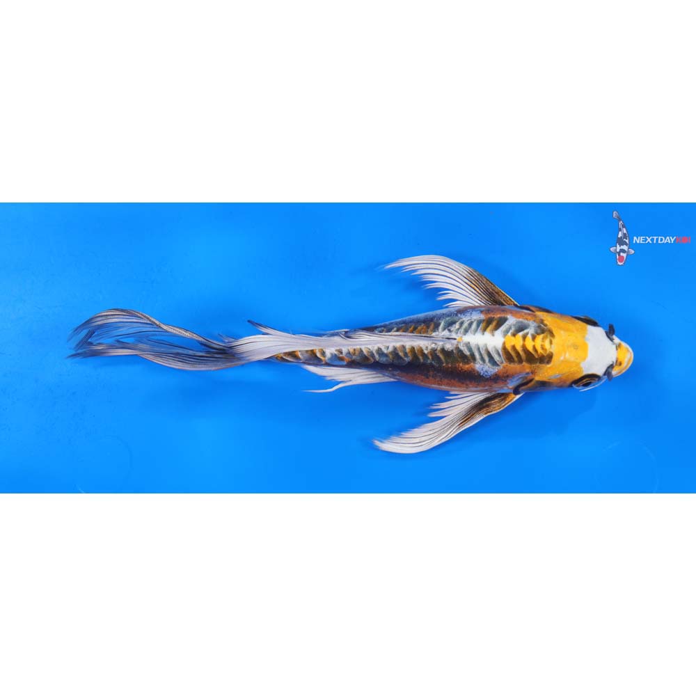 9” Imported Kin Kikokuryu Butterfly Koi