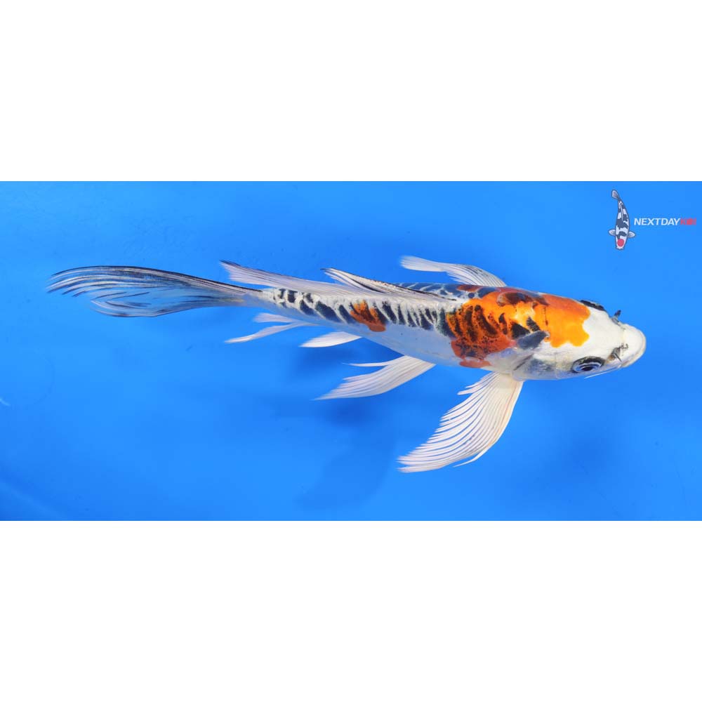 8.5” Imported Doitsu Kujaku Butterfly Koi