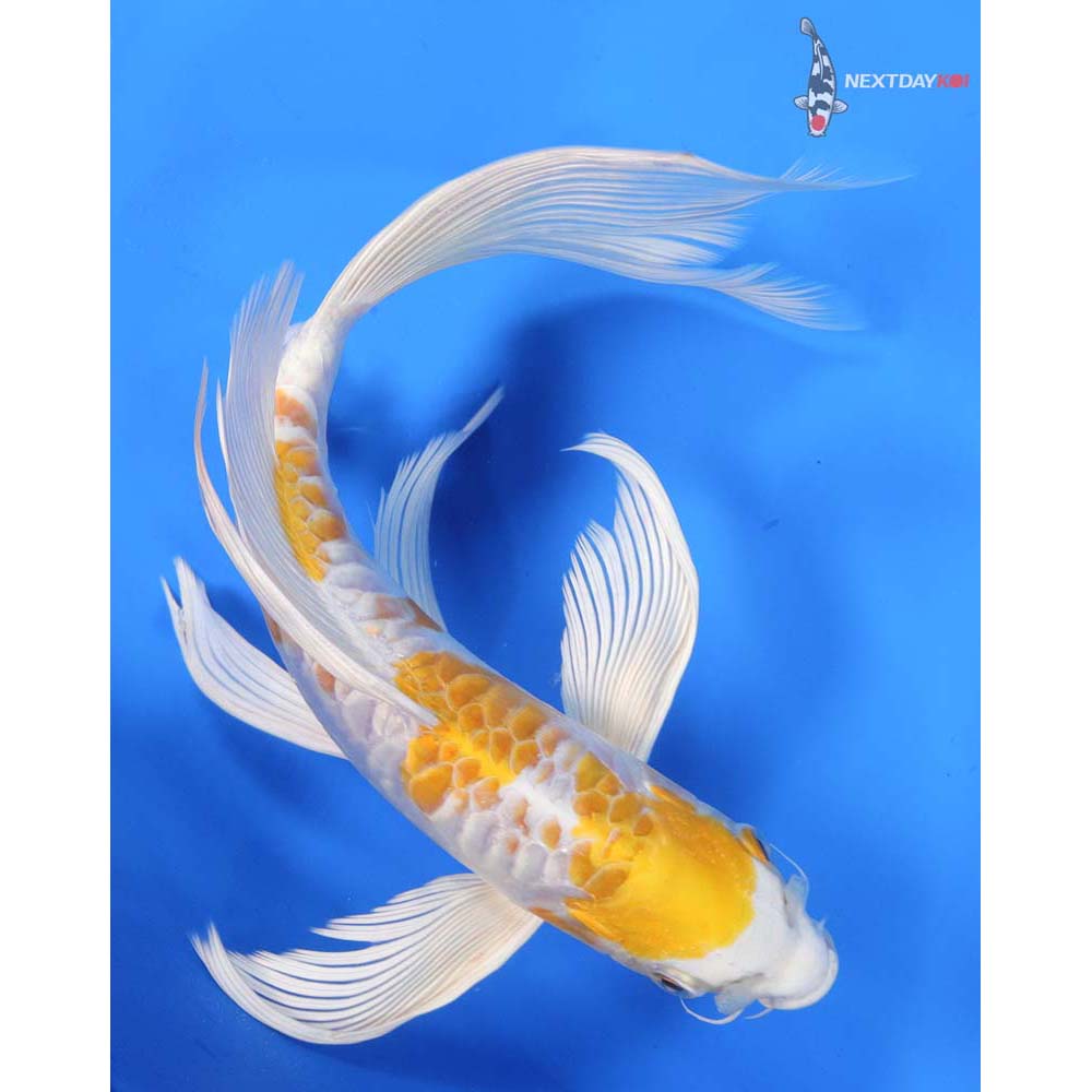 9.5” Imported Doitsu Lemon Hariwake Butterfly Koi