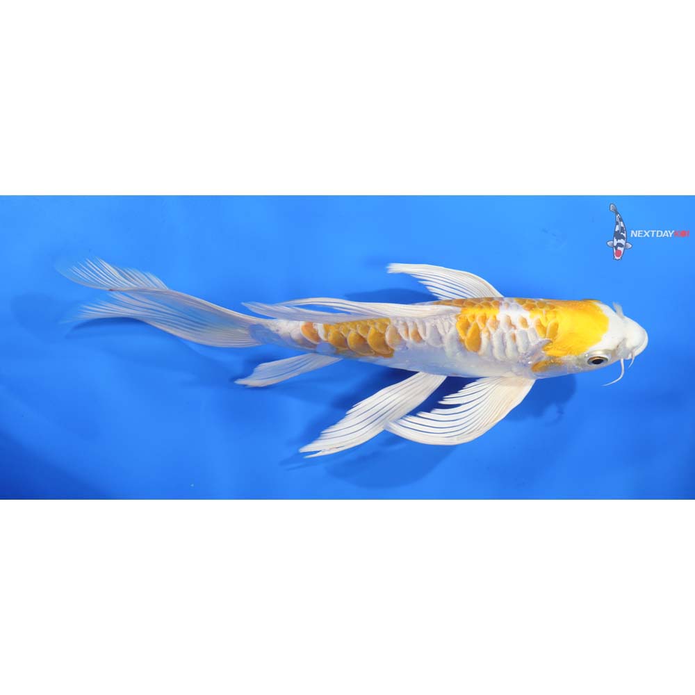 9.5” Imported Doitsu Lemon Hariwake Butterfly Koi