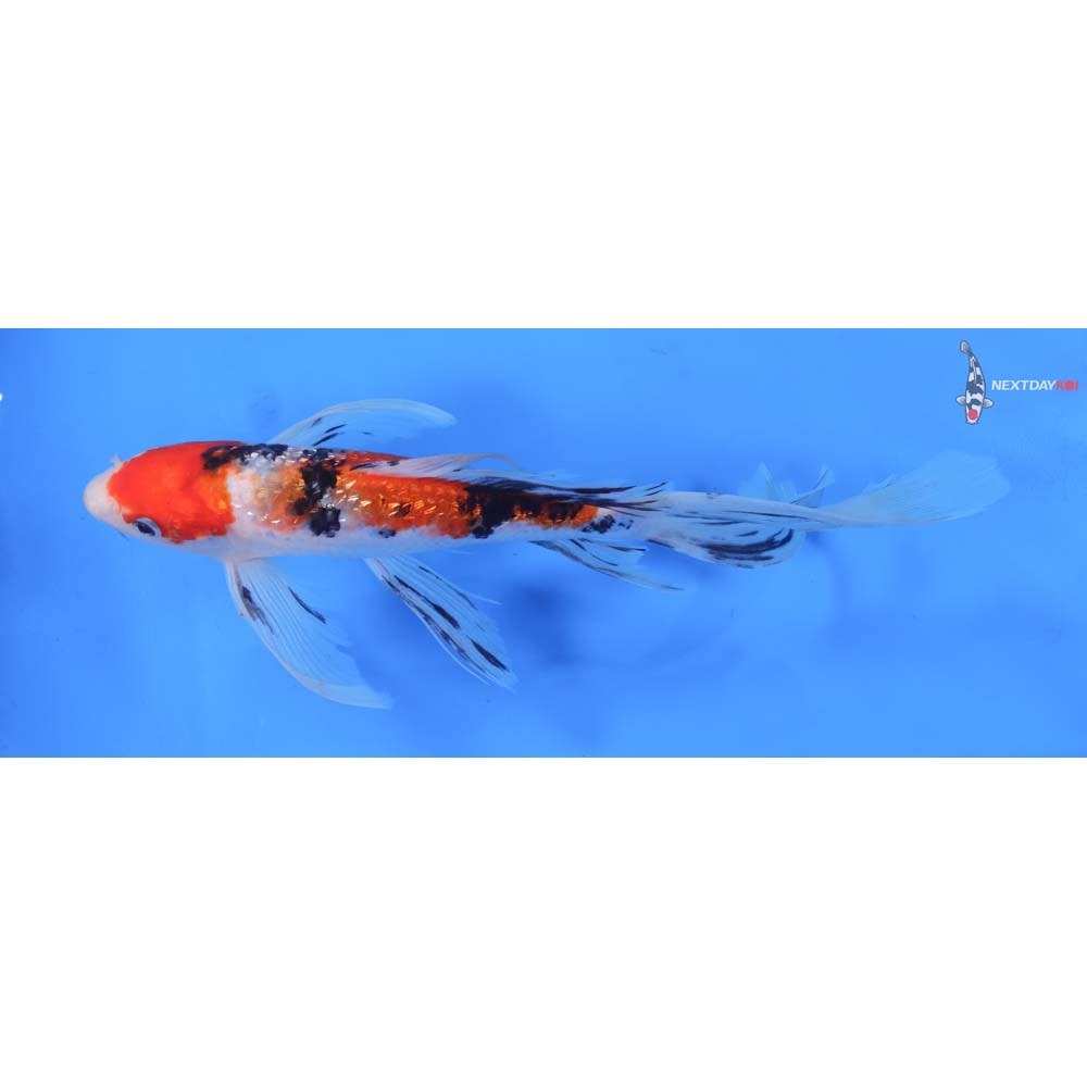 9.5” Imported Gin Rin Sanke Butterfly Koi