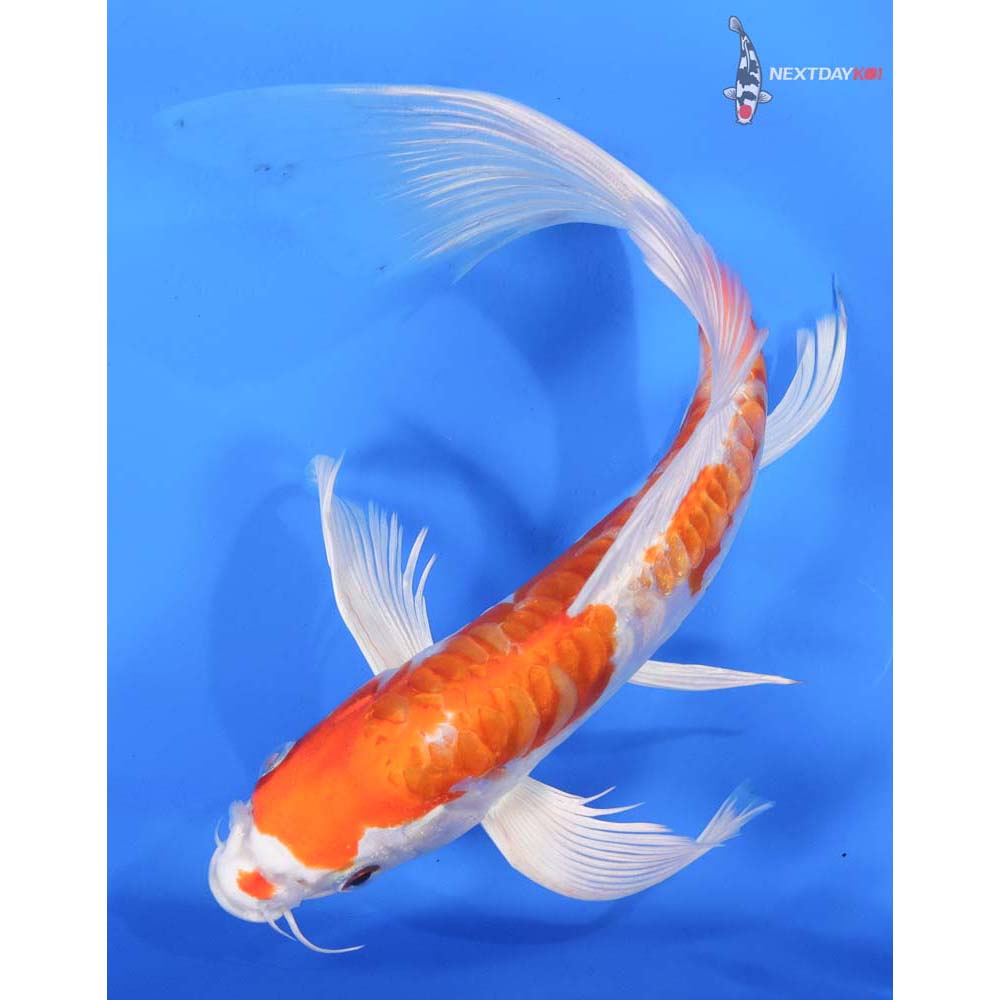 10” Imported Kikusui Butterfly Koi