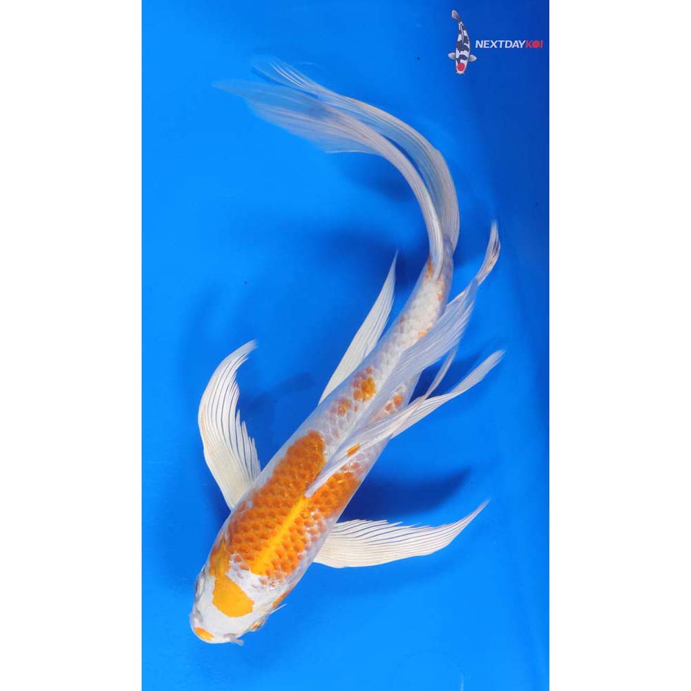 10” Imported Hariwake Butterfly Koi