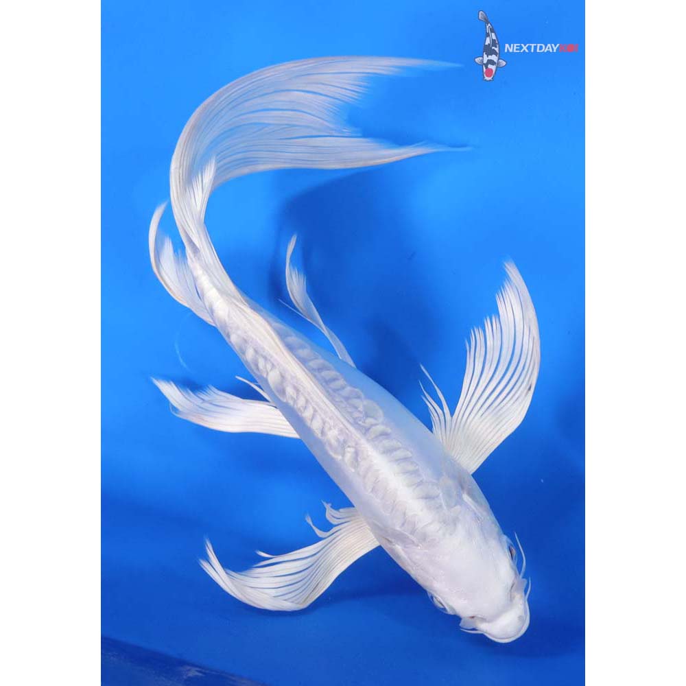 10” Imported Doitsu Platinum Ogon Butterfly Koi