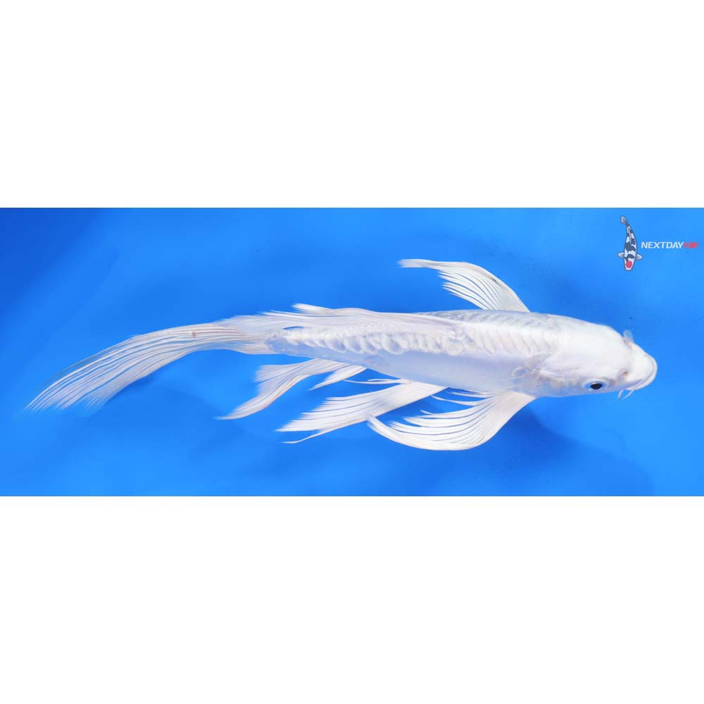 10” Imported Doitsu Platinum Ogon Butterfly Koi