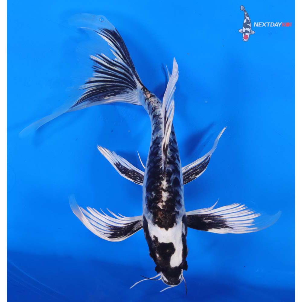 10.5” Imported Kikokuryu Butterfly Koi