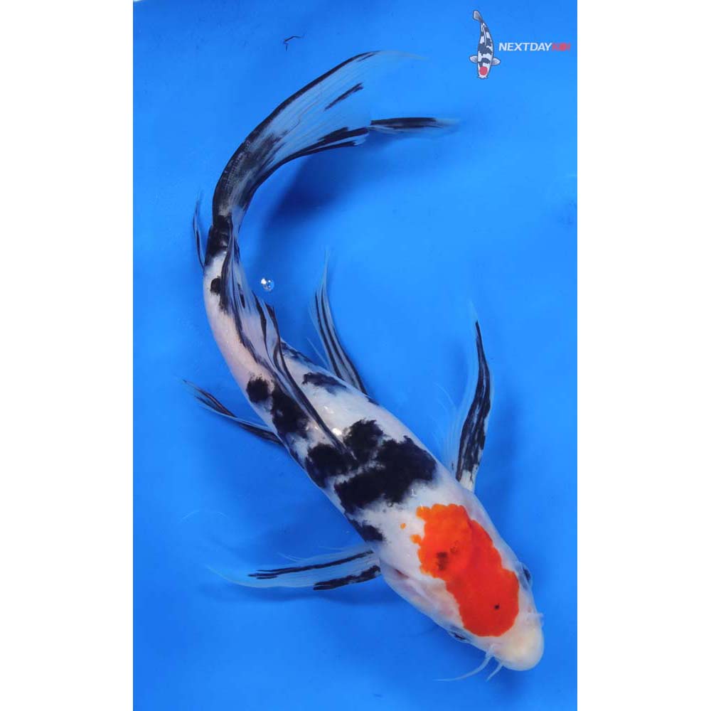 10.5” Imported Sanke Butterfly Koi