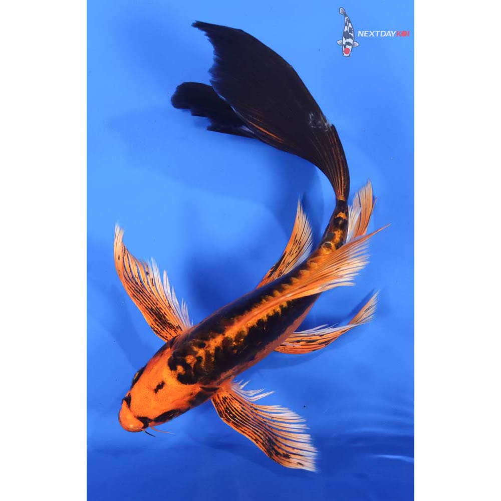 10.5” Imported Kin Kikokuryu Butterfly Koi