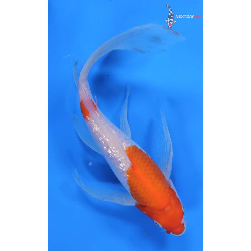 10.5” Imported Gin Rin Kohaku Butterfly Koi