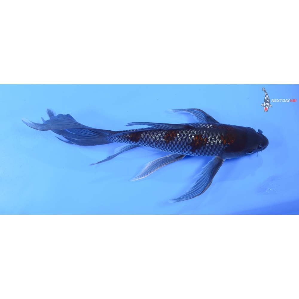 11” Imported Gin Rin Ochiba Shigure Butterfly Koi