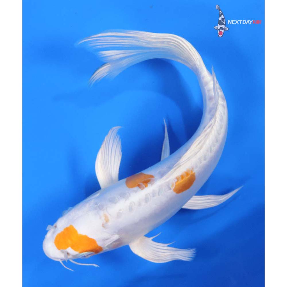 9.5” Imported Kikusui Butterfly Koi
