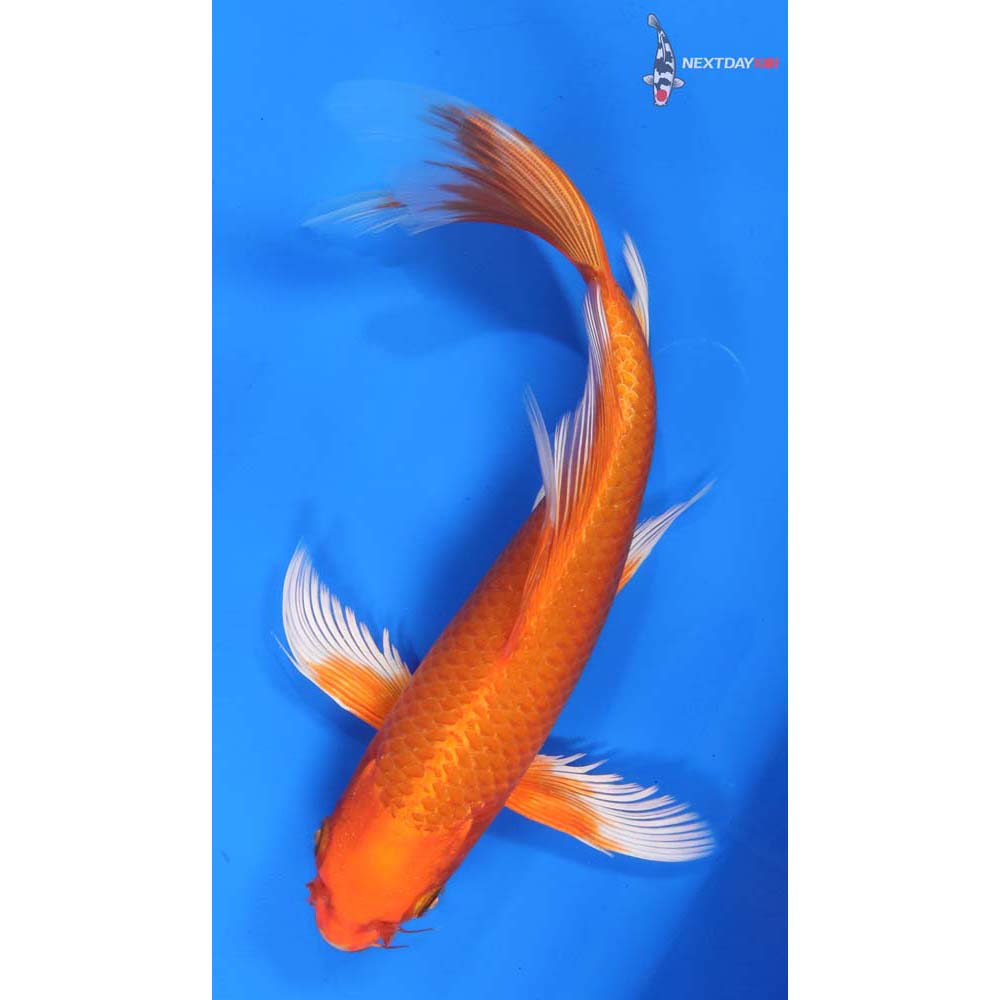 9.5” Imported Orenji Ogon Butterfly Koi