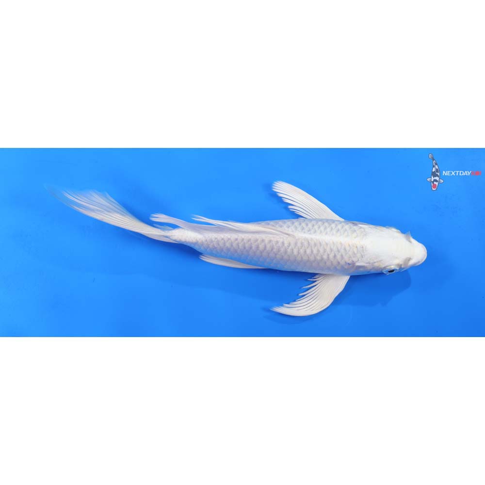 9.5” Imported Platinum Ogon Butterfly Koi