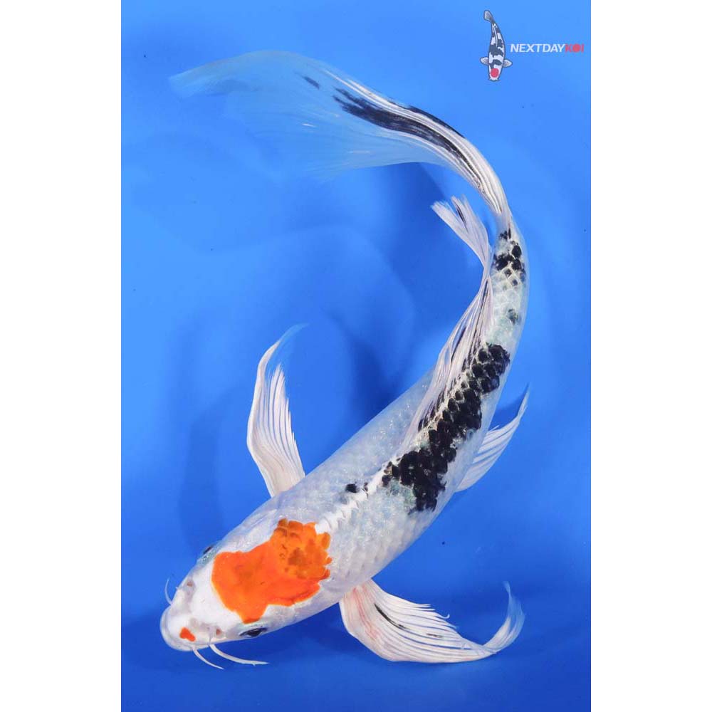 10.5” Imported Yamato Nishiki Butterfly Koi
