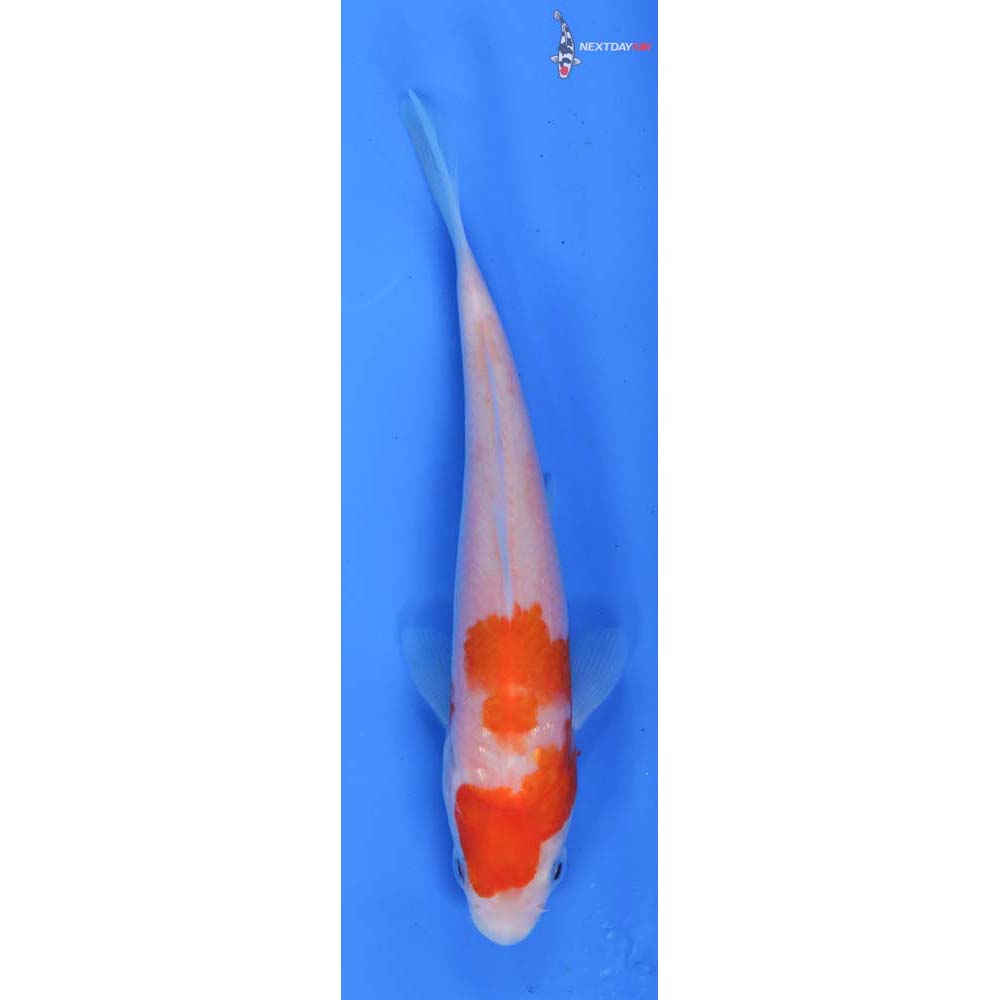 5” Imported Kohaku
