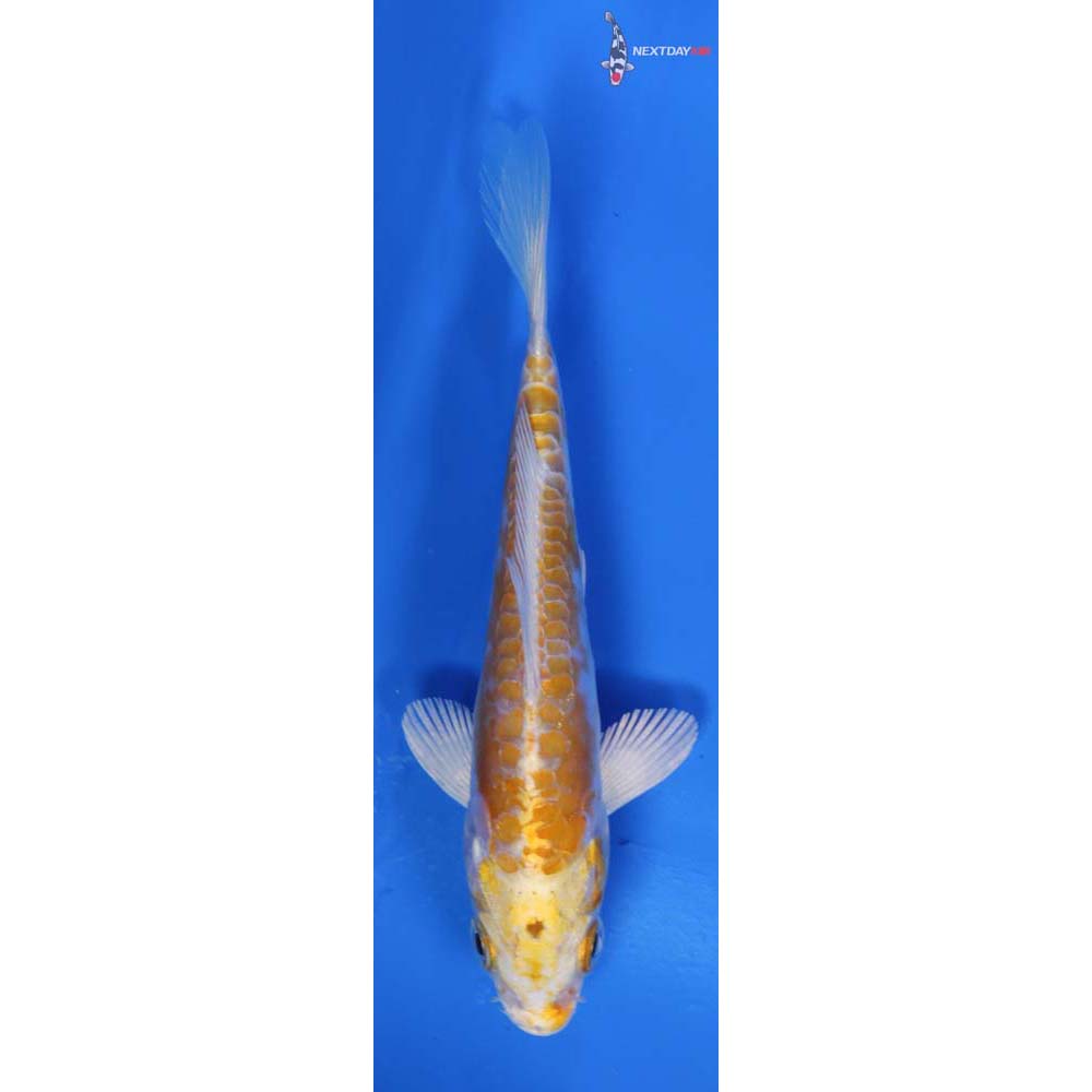 5” Imported Doitsu Lemon Hariwake