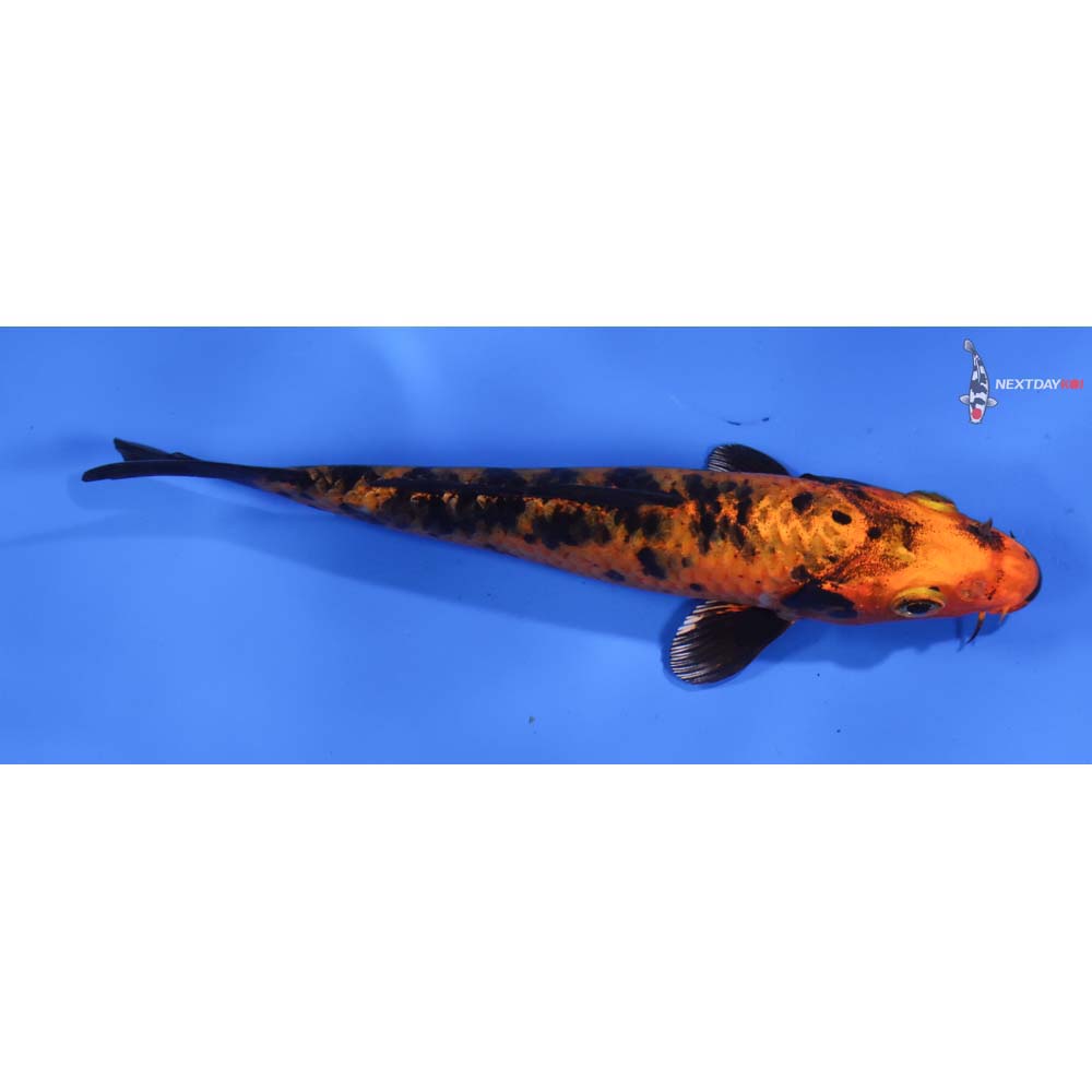 5.5” Imported Kin Aka Bekko