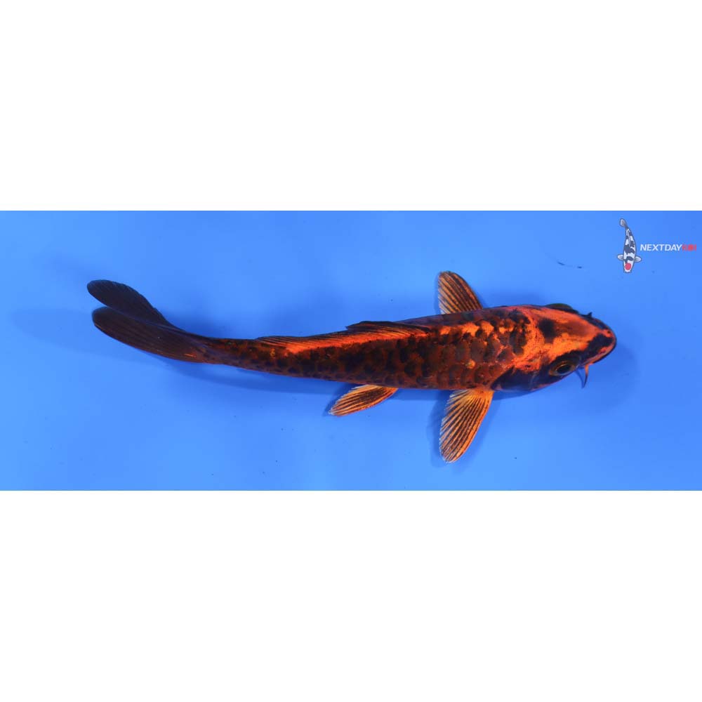 5.5” Imported Armor Scaled Orenji Matsuba