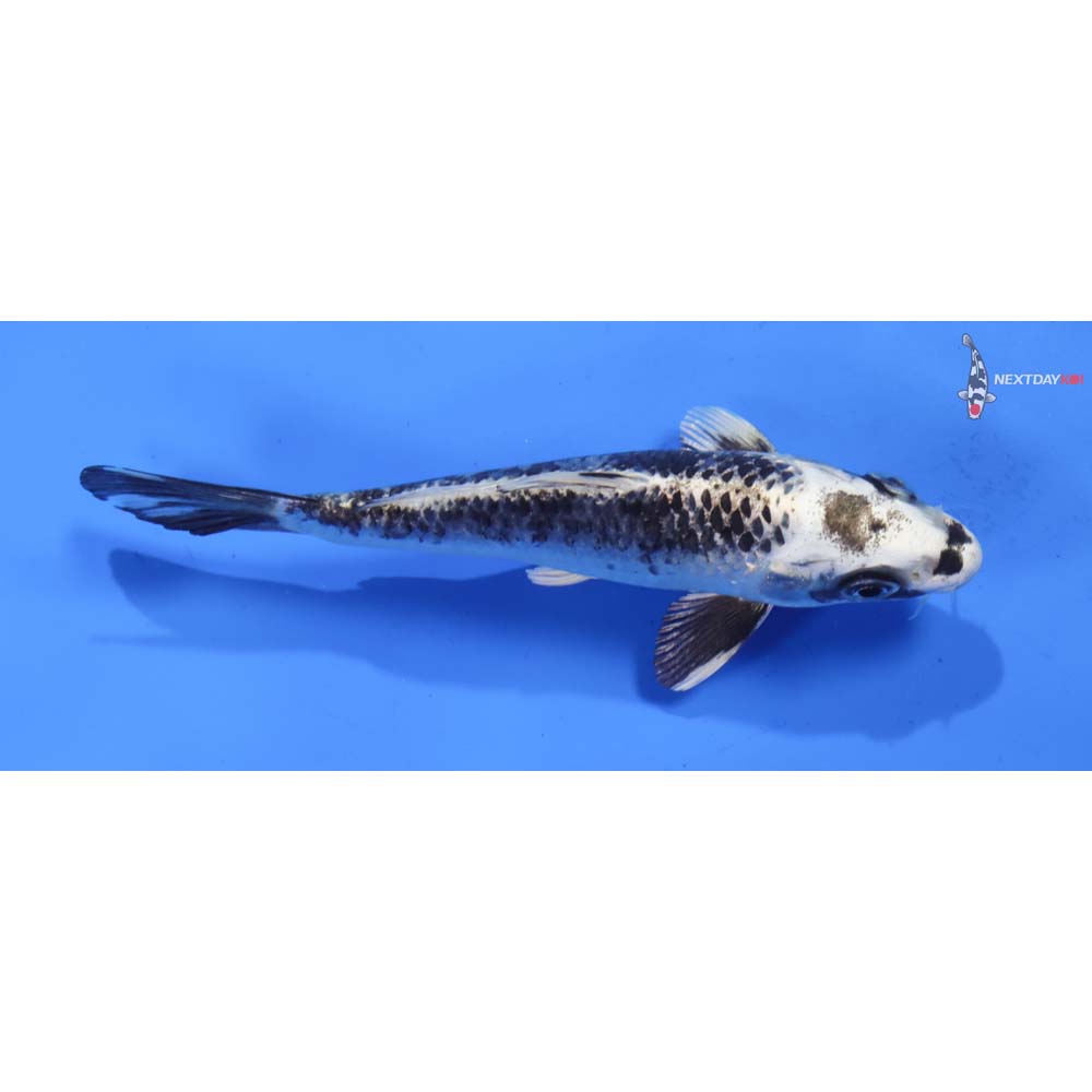 5.5” Imported Gin Matsuba