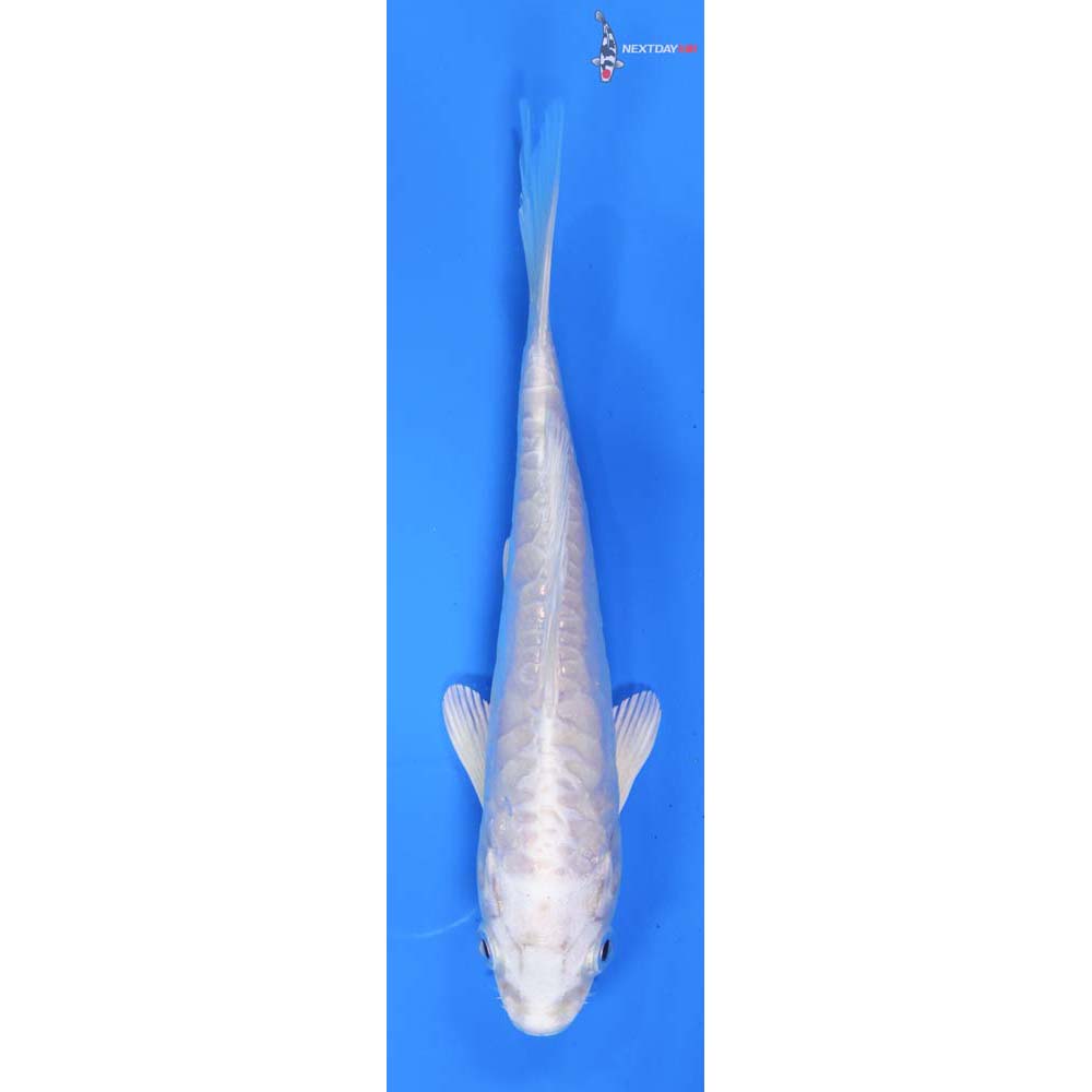 5” Imported Doitsu Platinum Ogon