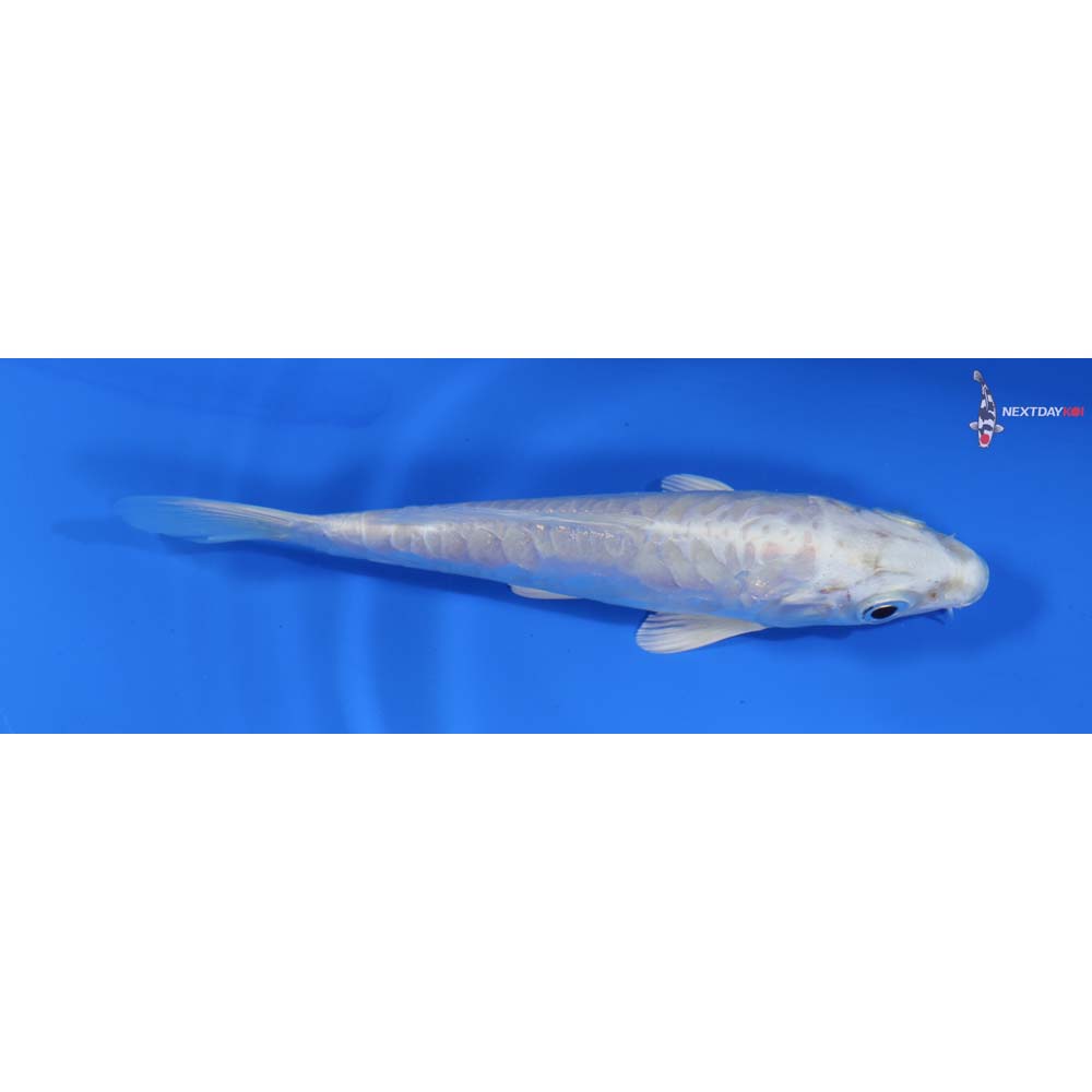 5” Imported Doitsu Platinum Ogon