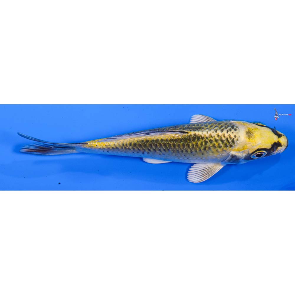 4” Imported Ki Matsuba