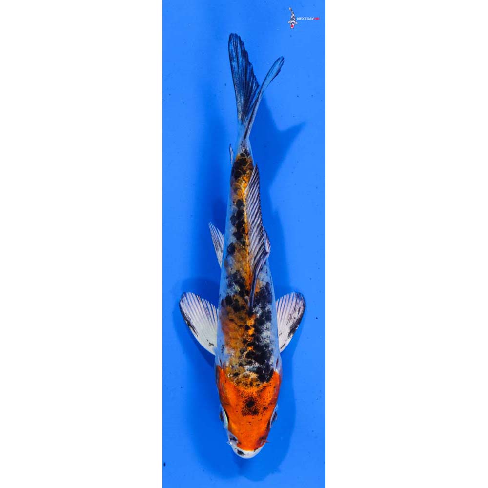 4” Imported Yamato Nishiki