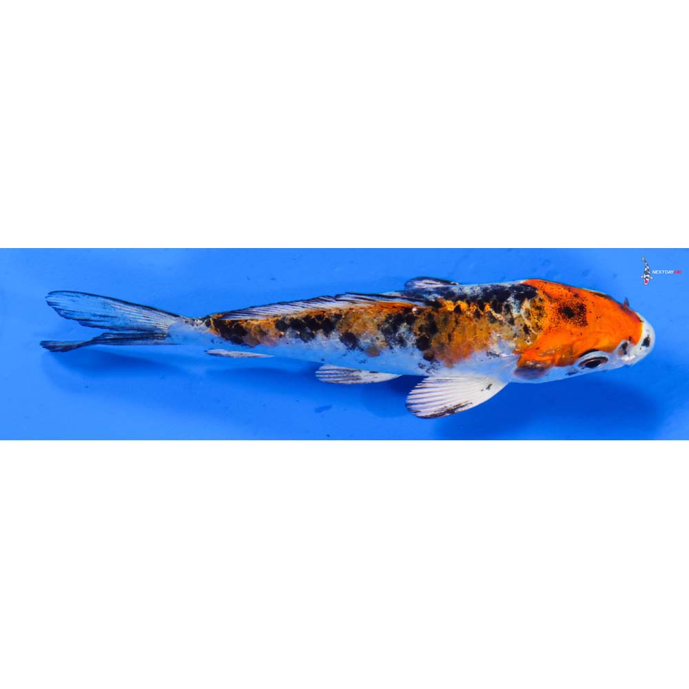 4” Imported Yamato Nishiki