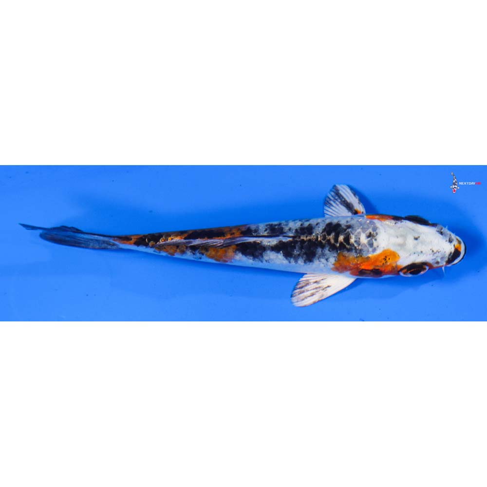 4” Imported Yamato Nishiki