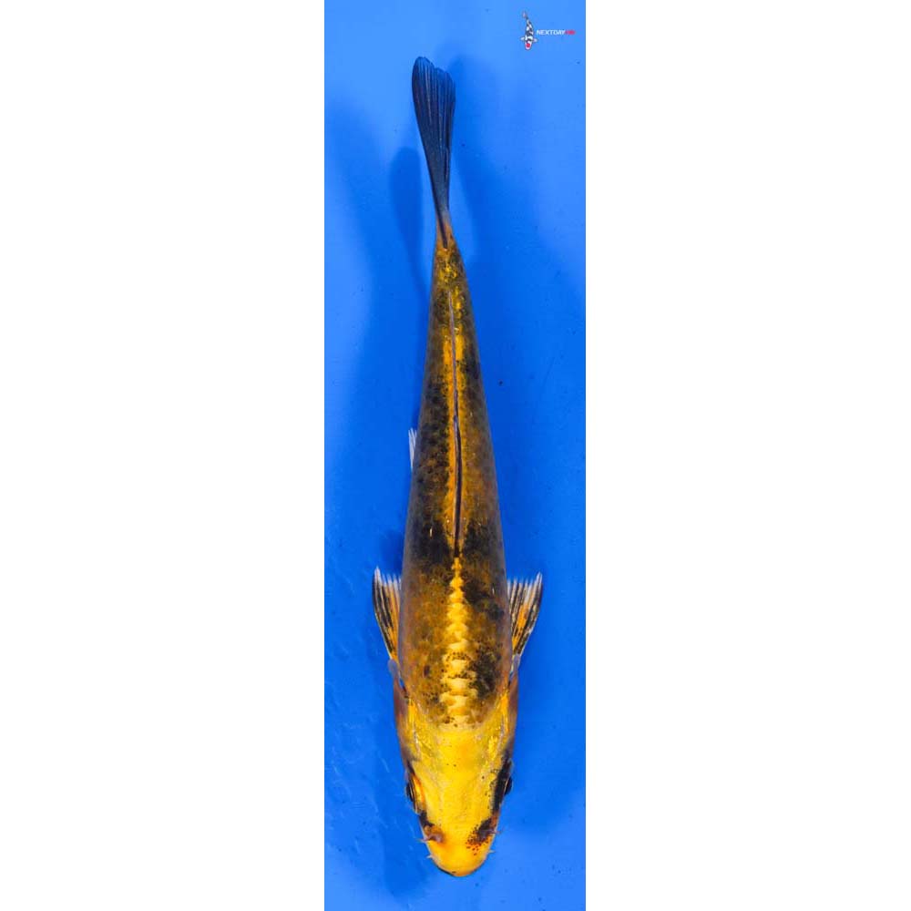 4” Imported Kin Ki Bekko