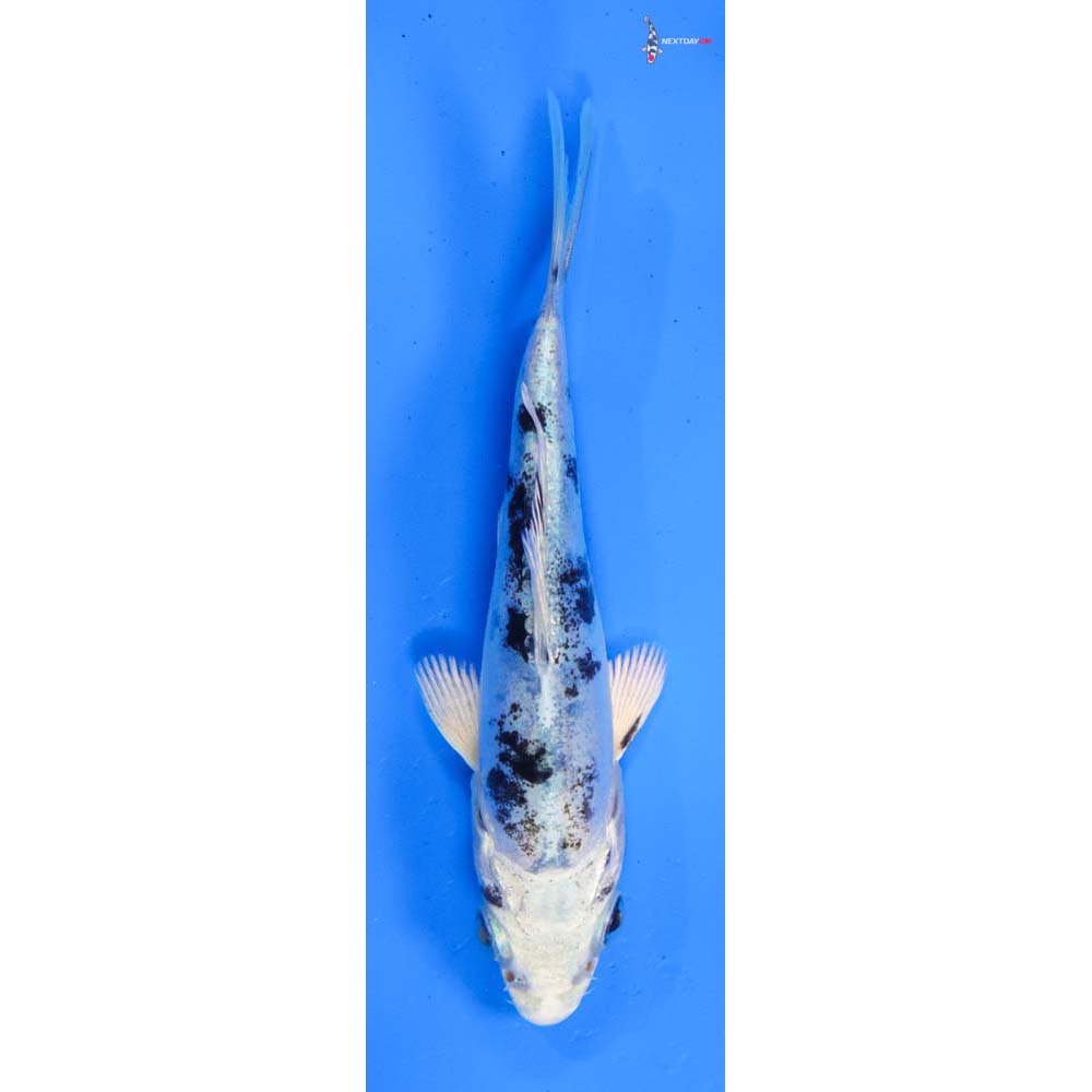 4” Imported Doitsu Gin Shiro Bekko