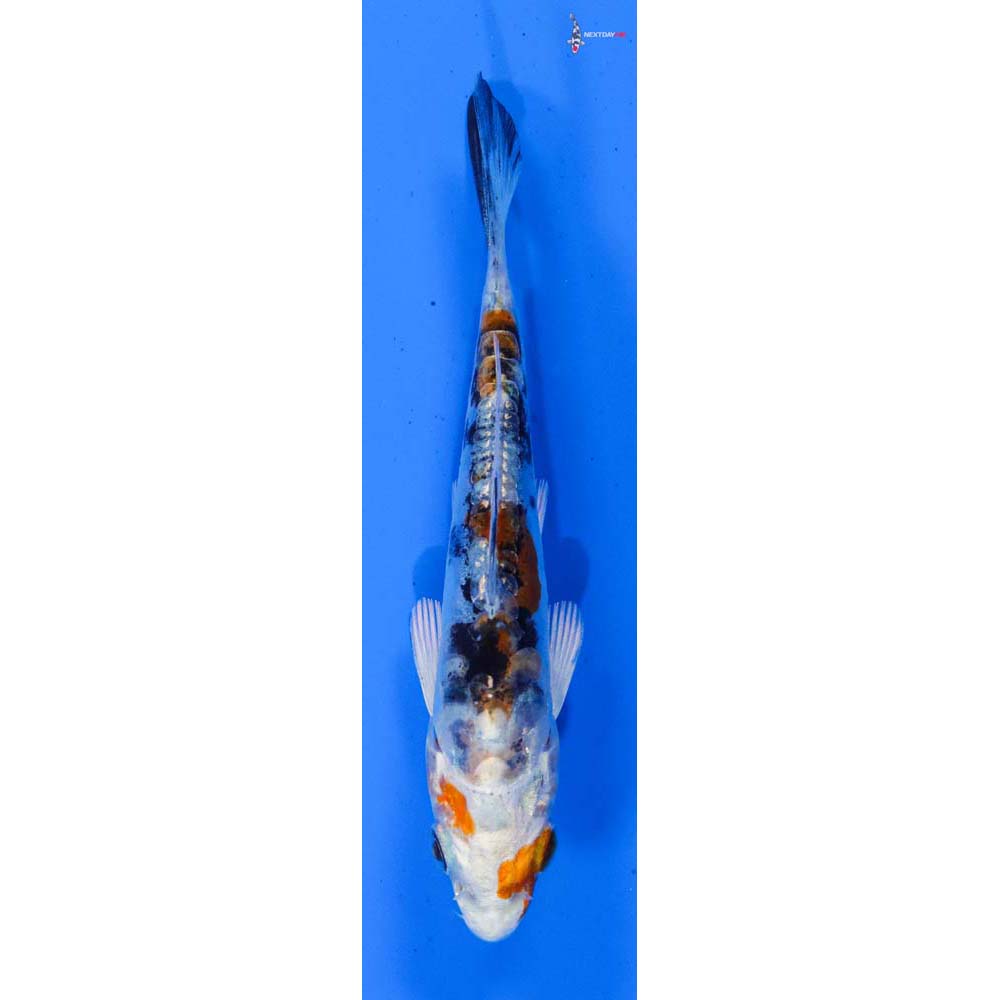 3.5” Imported Heisei Nishiki
