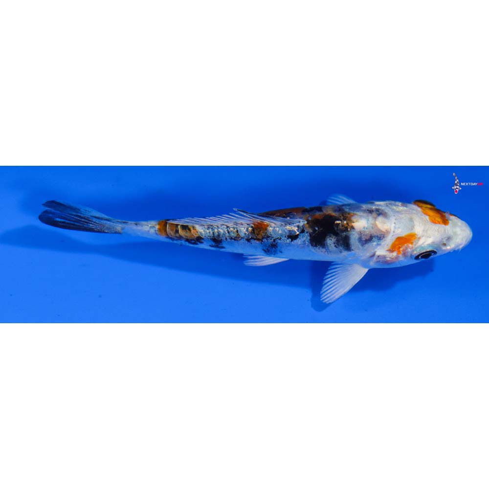 3.5” Imported Heisei Nishiki