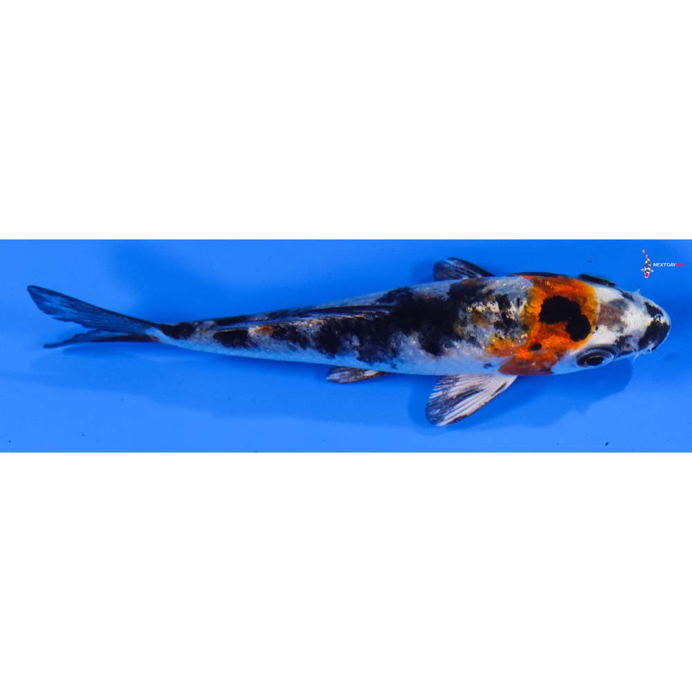 4” Imported Yamato Nishiki