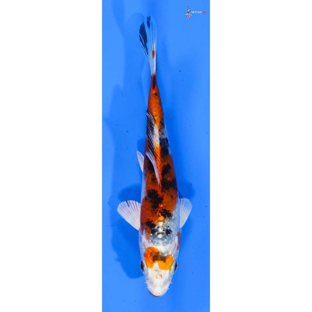 4.5” Imported Yamato Nishiki