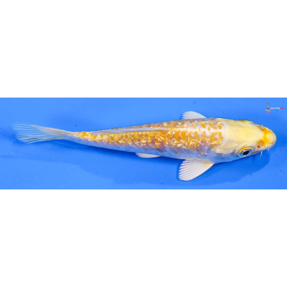 4.5” Imported Armor Scaled Gin Rin Lemon Hariwake