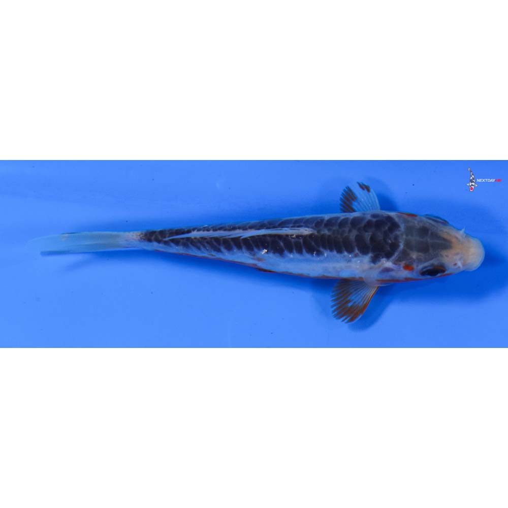 4.5” Imported Shusui