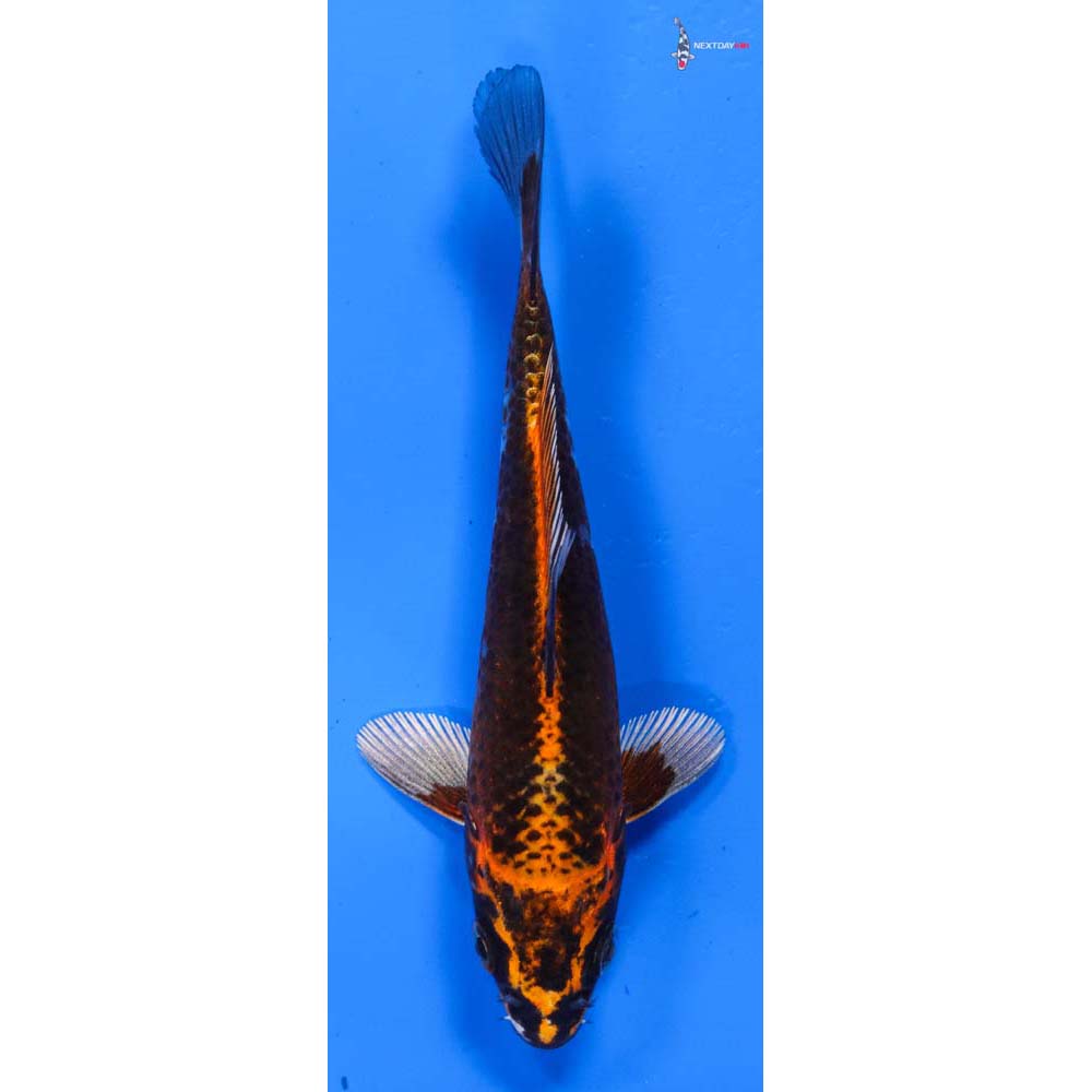 5” Imported Kujaku