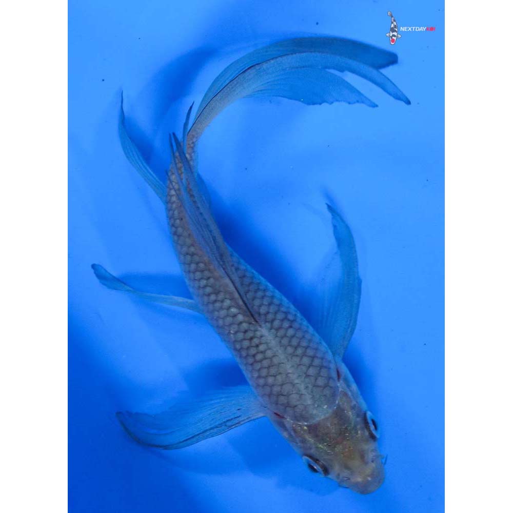 5” Imported Soragoi Butterfly Koi