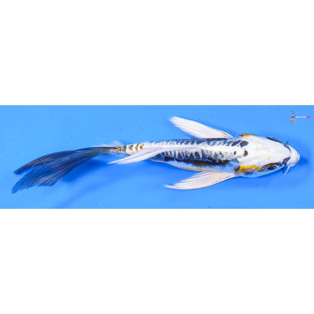 5” Imported Kin Kikokuryu Butterfly Koi