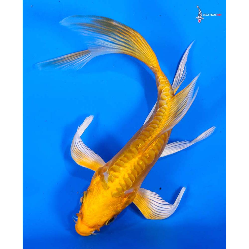 5” Imported Doitsu Yamabuki Ogon Butterfly Koi